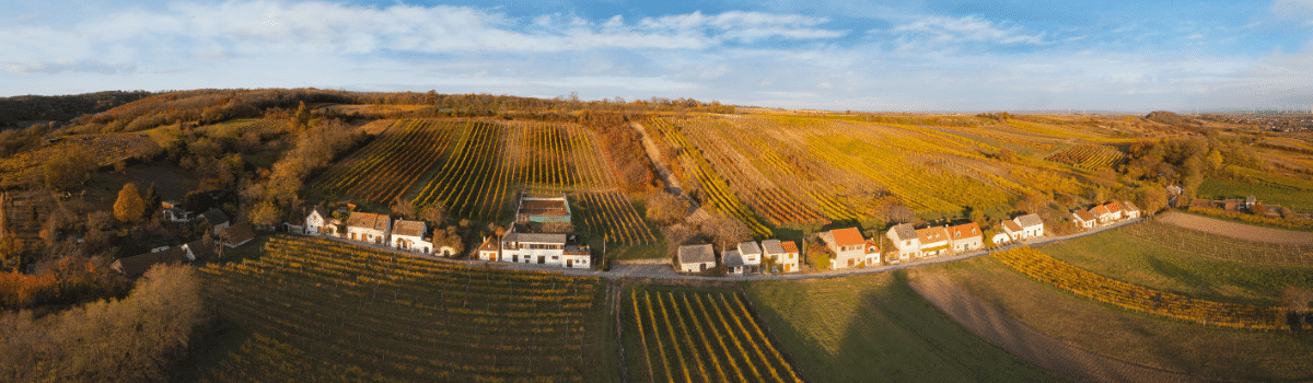 Wein aus dem Weinviertel auf VINONIA.com entdecken