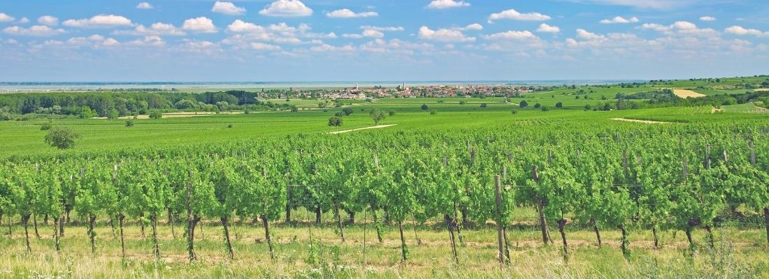 Wein aus dem Burgenland kaufen