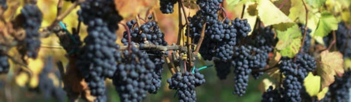 Cabernet Sauvignon Weine auf VINONIA kaufen