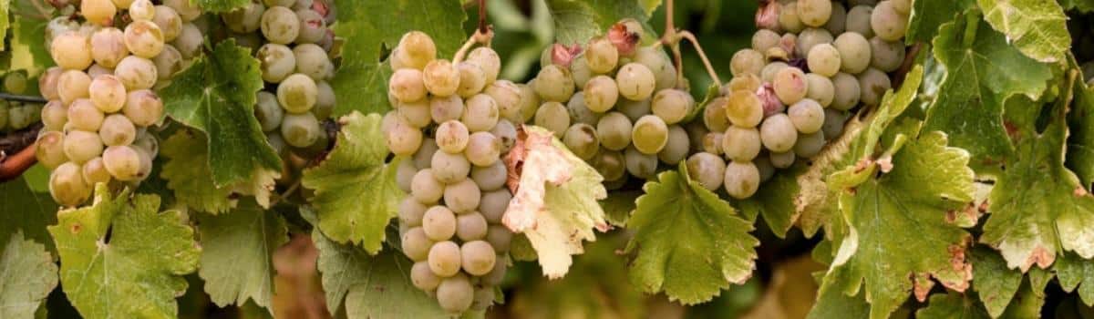 Chardonnay Weine kaufen auf VINONIA