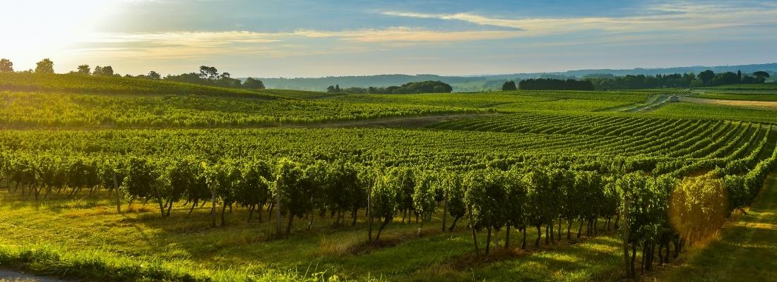 Wein aus dem Wagram in Niederösterreich kaufen