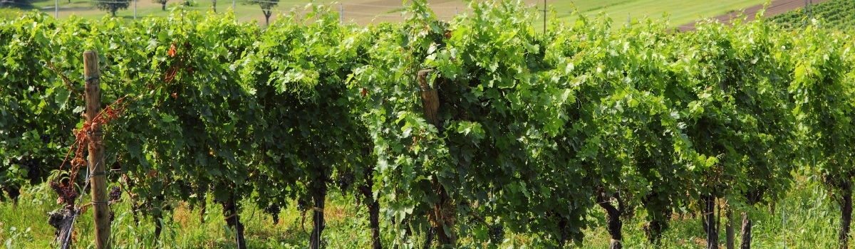 DAC Gebietstypischer Wein auf VINONIA