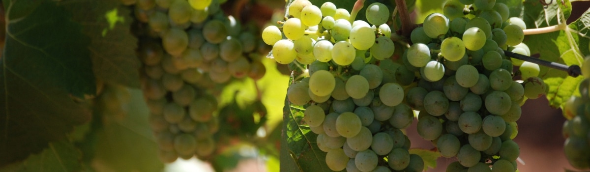 Weissburgunder Weine auf VINONIA.com kaufen