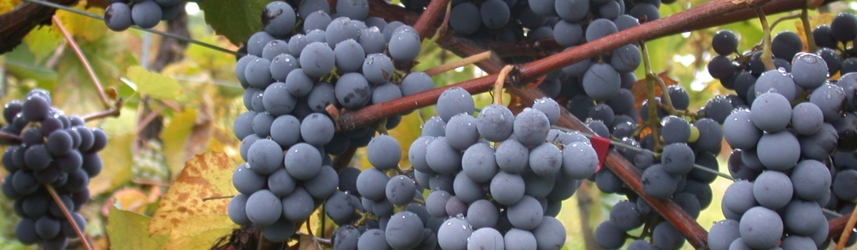 Uhudler Weine entdecken und kaufen über VINONIA