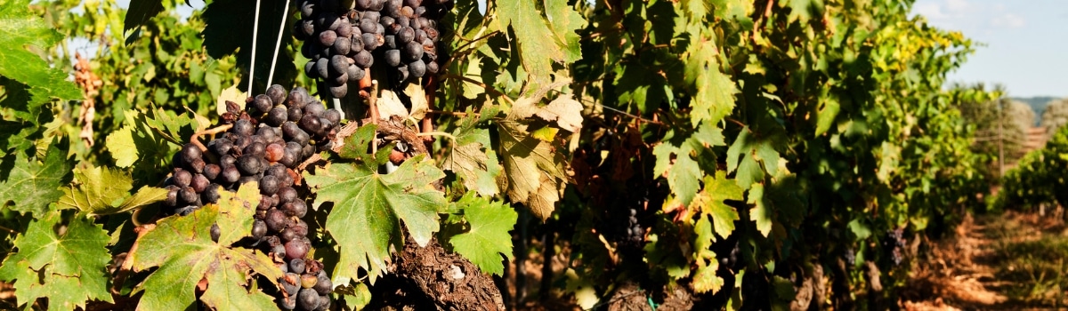 Sangiovese Weine und Rebsorten entdecken und kaufen