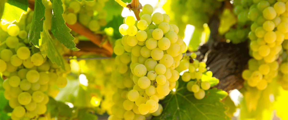 Chardonnay Titelbild Mobile auf VINONIA.com