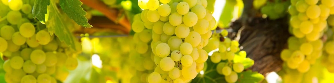 Chardonnay Titelbild auf VINONIA.com